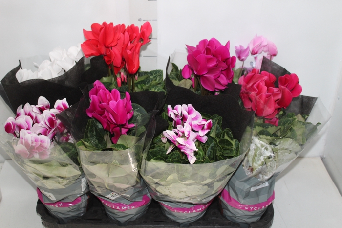 <h4>CYCLAMEN P14</h4>