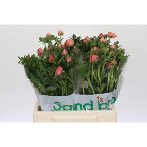 Ranunculus Magical Salmousse