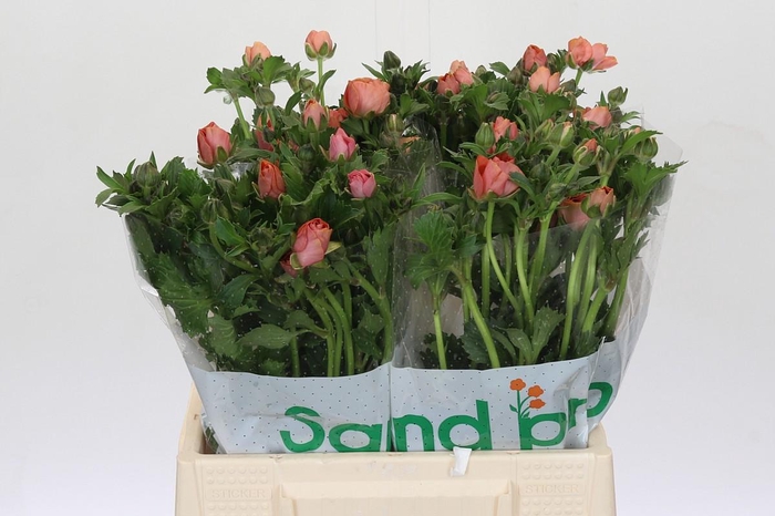 <h4>Ranunculus Magical Salmousse</h4>