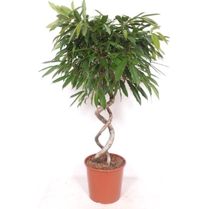 Ficus Amstel King