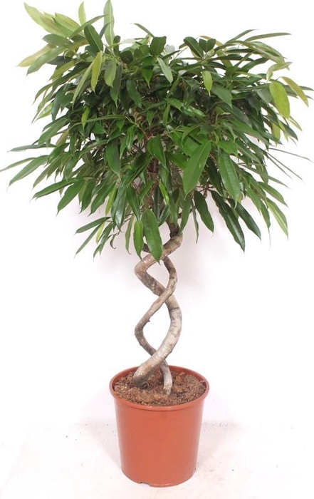 <h4>Ficus Amstel King</h4>