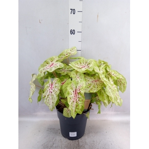 Caladium   ...