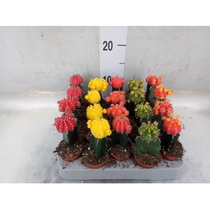 Gymnocalycium mihanov. 'Japan'  mix