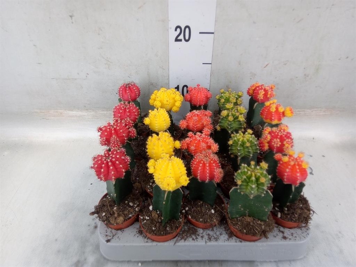 <h4>Gymnocalycium mihanov. 'Japan'  mix</h4>