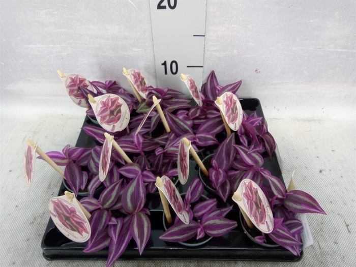 <h4>Tradescantia   ...</h4>