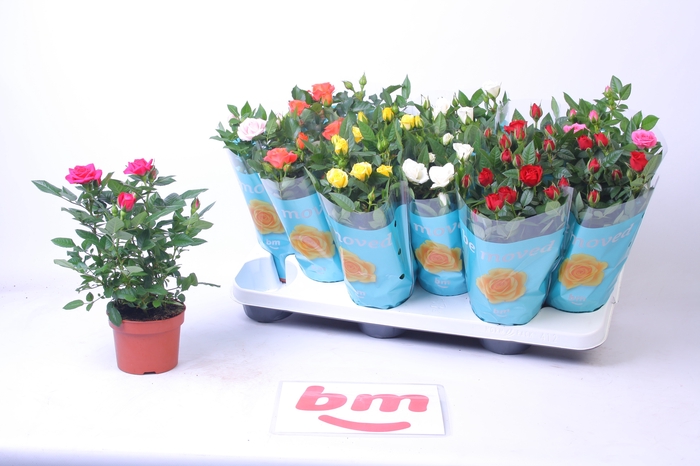 <h4>RO B MONDE GEM 7 SRT</h4>