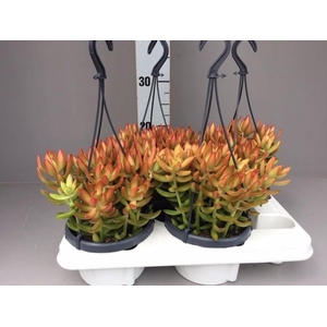 Sedum Overig hangpot Nussbaumerianum