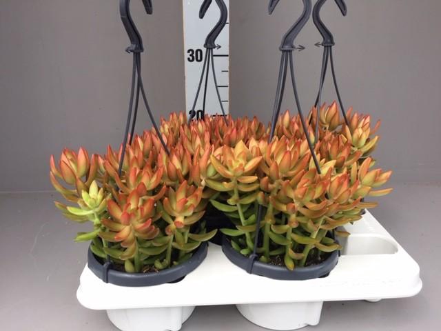 <h4>Sedum Overig hangpot Nussbaumerianum</h4>