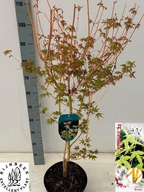 <h4>ACER OV</h4>