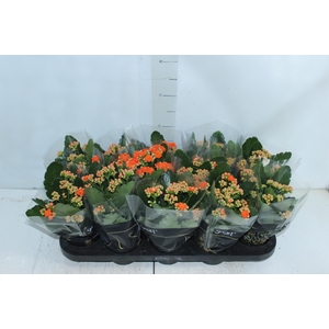 KALANCHOE DOBRADO P11 LARANJA