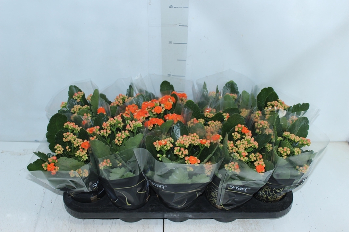 <h4>KALANCHOE DOBRADO P11 LARANJA</h4>