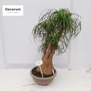 Beaucarnea vertakt op nummer 16