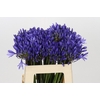 Agapanthus EYFORI Blue