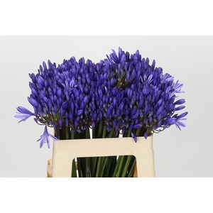 Agapanthus EYFORI Blue