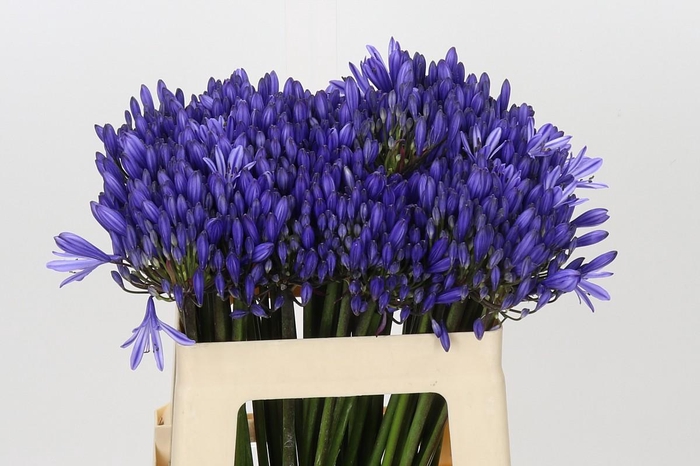 <h4>Agapanthus EYFORI Blue</h4>