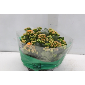 KALANCHOE DOBRADO C21