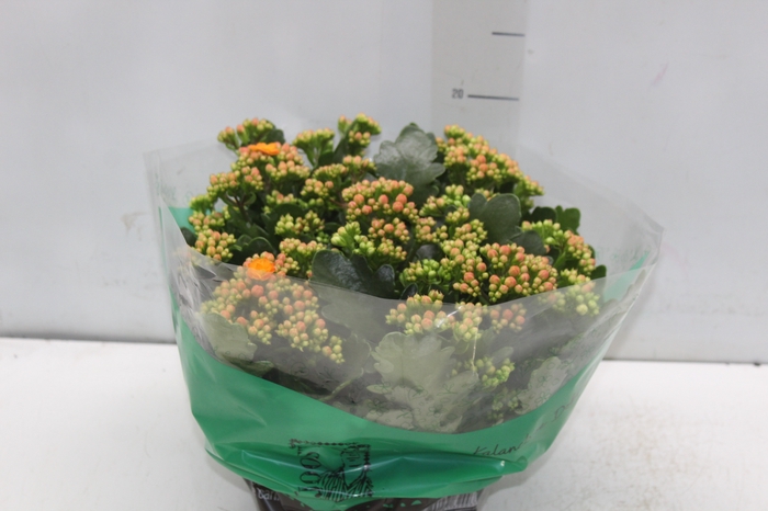KALANCHOE DOBRADO C21