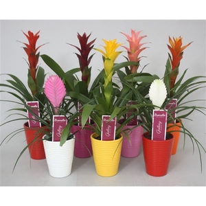 Bromelia gemengd in 6 kleuren ribbel keramiek