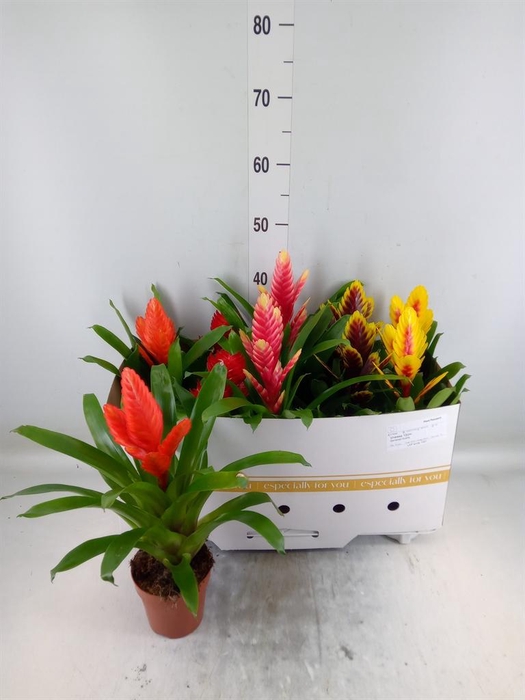 <h4>Vriesea ...mix 8</h4>