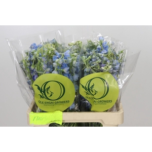 Delphinium Oriental Sky Blue