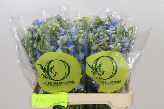 <h4>Delphinium Oriental Sky Blue</h4>