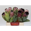 Protea Didi