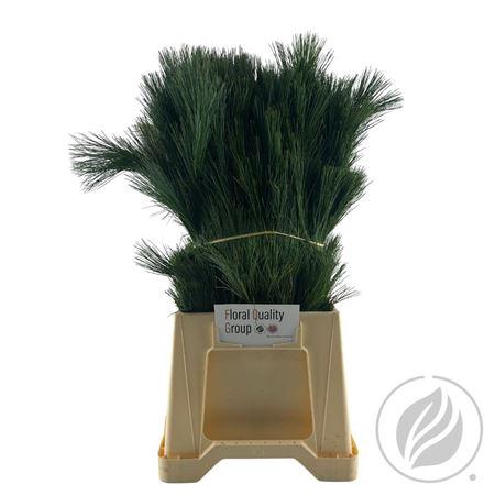 <h4>KIEFER 60CM</h4>