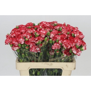 Dianthus Sp Minuetto
