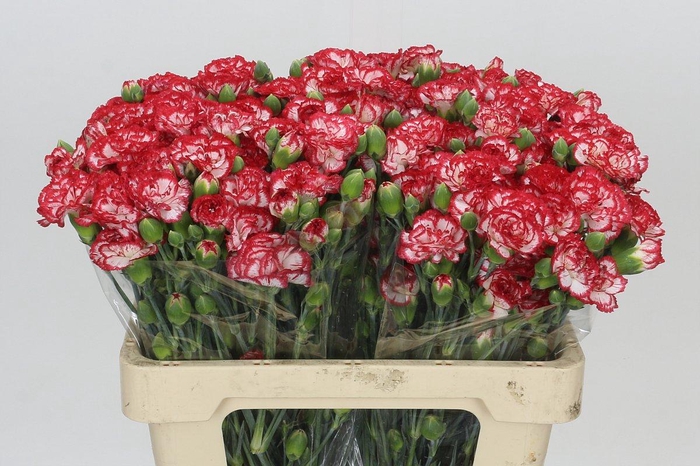 <h4>Dianthus Sp Minuetto</h4>