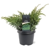 Juniperus squamata Blue Swede