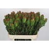 Leucadendron Laurel Yellow