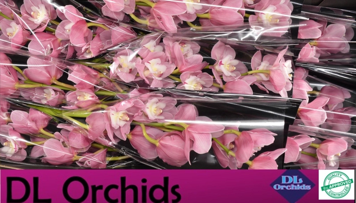 <h4>CYMB T MARITA</h4>