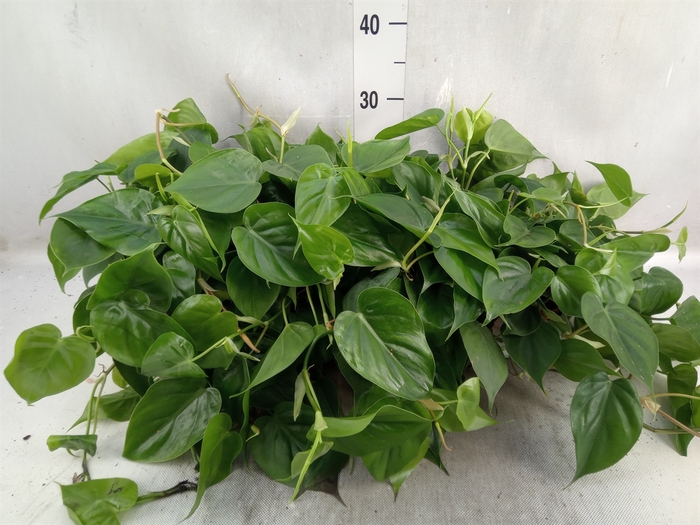 <h4>Philodendron scand.</h4>