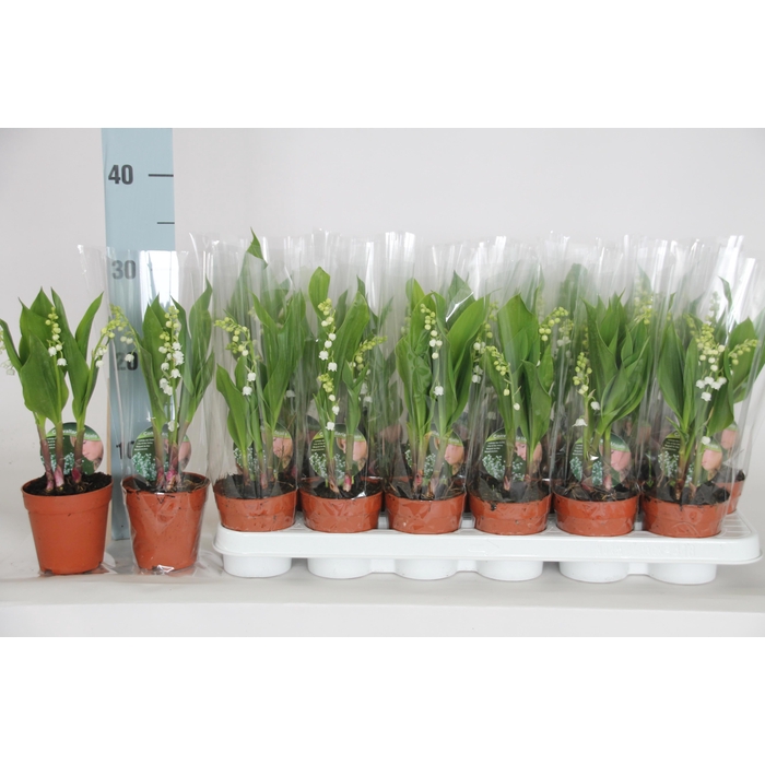 <h4>Convallaria Majalis</h4>