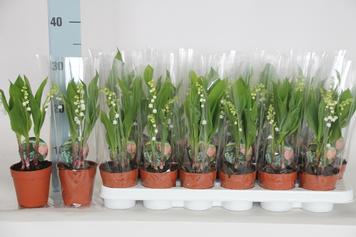<h4>CONVALLARIA MAJALIS</h4>