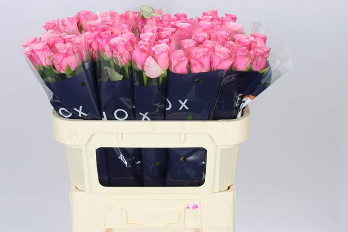 <h4>Rosa Gr Ramonda</h4>