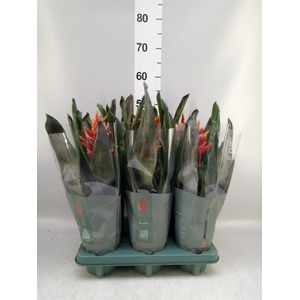 Aechmea  'Pepita Elegant Flames'