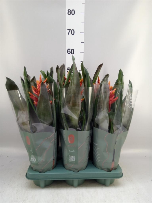 <h4>Aechmea  'Pepita Elegant Flames'</h4>
