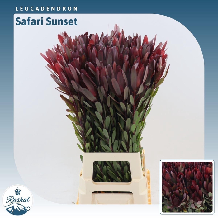 <h4>Leucadendron Safari Sunset</h4>