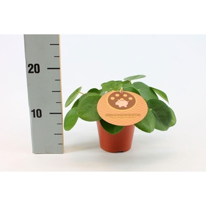 Pilea Peperomioides 12cm Engels etiket