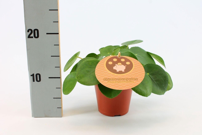 <h4>Pilea Peperomioides 12cm Engels etiket</h4>