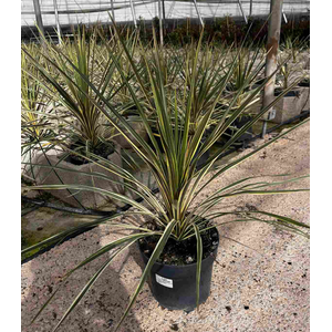 Cordyline overig