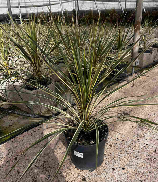 <h4>Cordyline overig</h4>