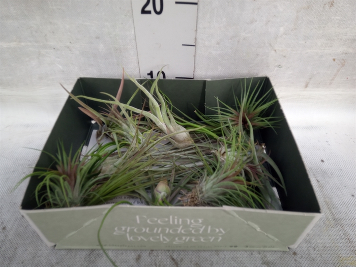 <h4>Tillandsia</h4>