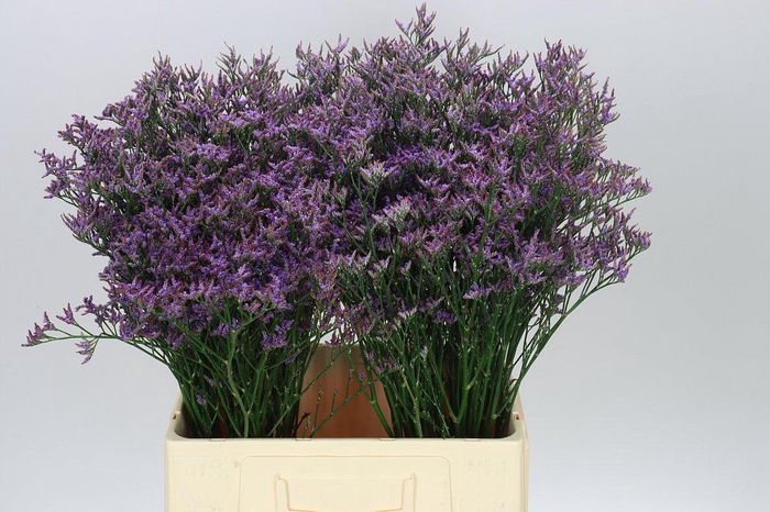 <h4>Lim. Piuma Blue</h4>