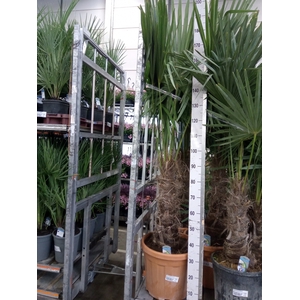 Trachycarpus fortunei