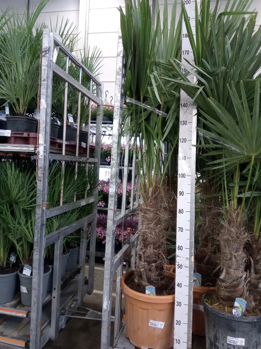 <h4>Trachycarpus fortunei</h4>