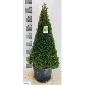 TAXUS BACCATA