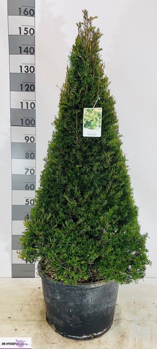 <h4>TAXUS BACCATA</h4>