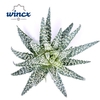 Aloe Humilis Cutflower Wincx-10cm